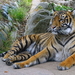 Tigre de Java - Photo Daderot, sin restricciones conocidas de derechos (dominio publico)