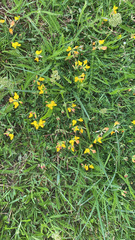 Lotus corniculatus