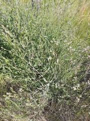 Gypsophila paniculata