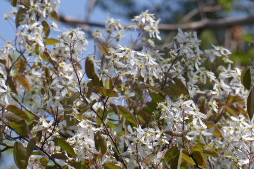 Híbrido Amelanchier × grandiflora · Naturalista Costa Rica