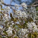 Amelanchier × grandiflora - Photo (c) ornitholarocque, some rights reserved (CC BY-NC), uploaded by ornitholarocque