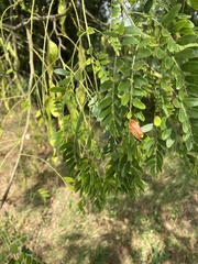 Gleditsia aquatica