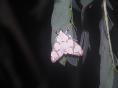 Cirrhochrista bracteolalis