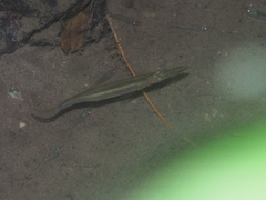 Dermogenys pusilla