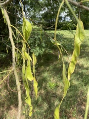 Gleditsia aquatica