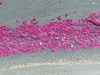 Purple Sulfur Bacteria - Photo (c) jozien, some rights reserved (CC BY-NC), uploaded by jozien