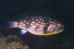 Chelonodontops patoca