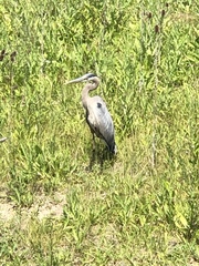Ardea herodias