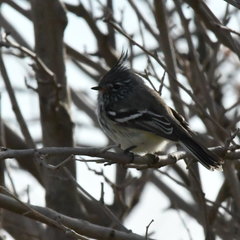 Anairetes flavirostris