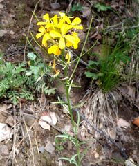 Erysimum amurense