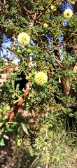 Vachellia tortilis raddiana