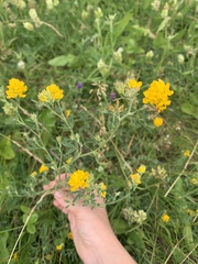 Medicago falcata