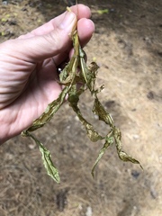 Potamogeton richardsonii