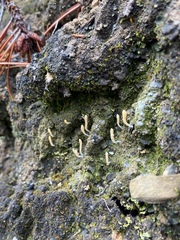 Multiclavula vernalis