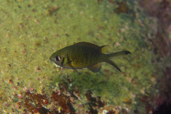 Chromis weberi