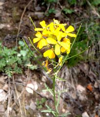 Erysimum amurense