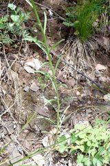 Erysimum amurense