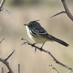 Anairetes flavirostris