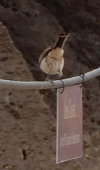 Amphispiza bilineata