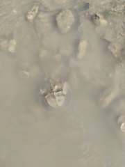 Tachypleus tridentatus