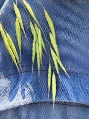 Bromus commutatus