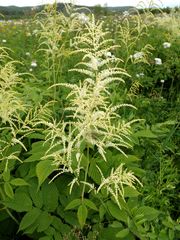 Actaea dahurica