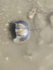 Tachypleus tridentatus