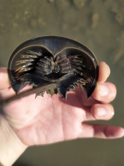 Tachypleus tridentatus