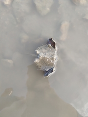 Tachypleus tridentatus