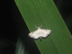 Goniorhynchus