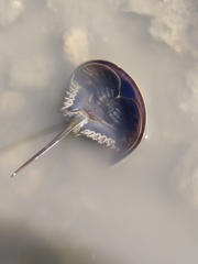 Tachypleus tridentatus