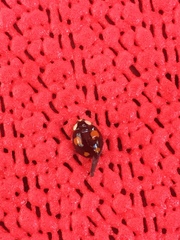 Harmonia axyridis