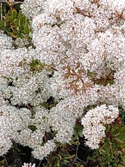 Eriogonum giganteum