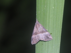 Hypena assimilis