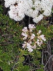 Eriogonum giganteum