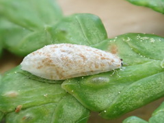 Argyresthia canadensis