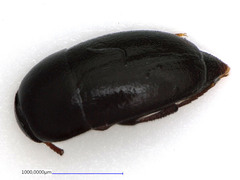 Ptomaphagus