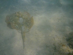 Urobatis jamaicensis