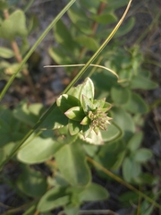 Hylotelephium telephium