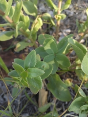 Hylotelephium telephium