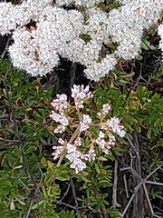 Eriogonum giganteum