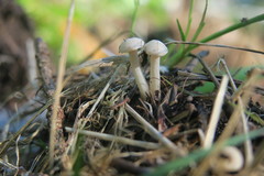 Fungi