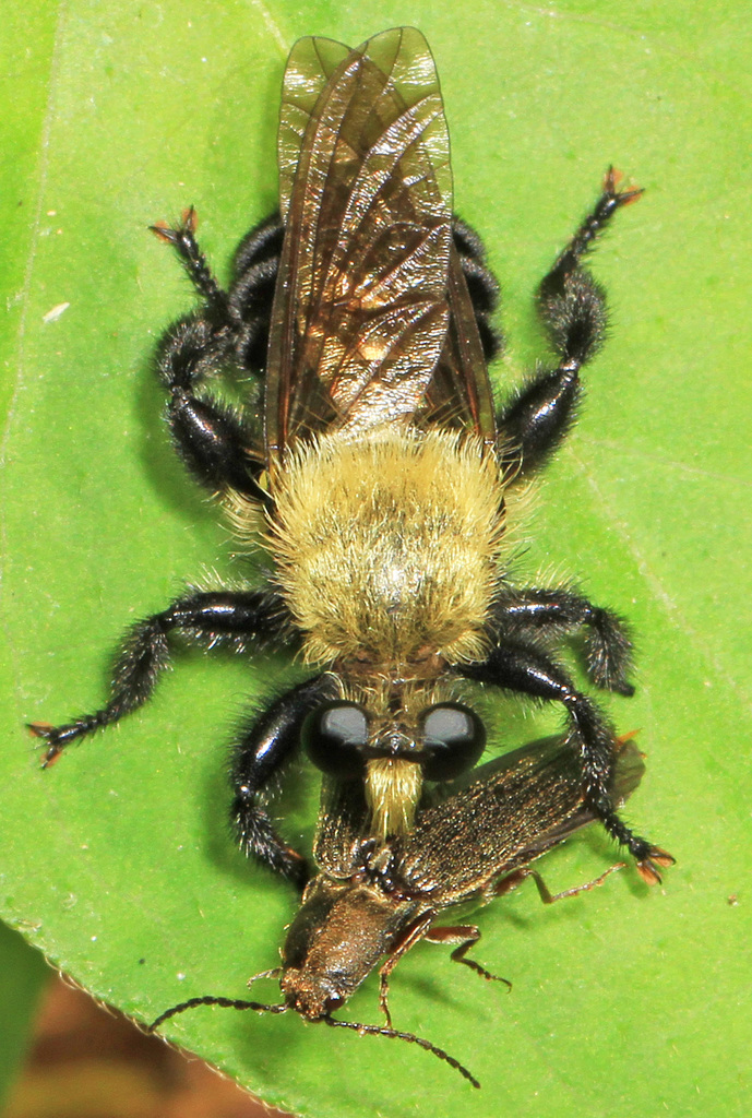 Black-tailed Laphria