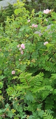 Rosa mollis