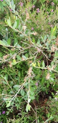 Salix repens
