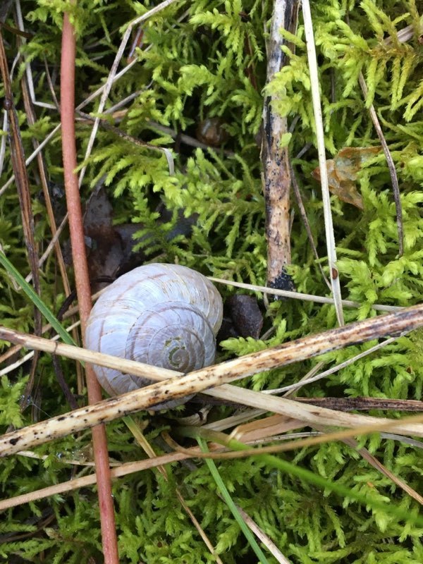subalpine mountainsnail