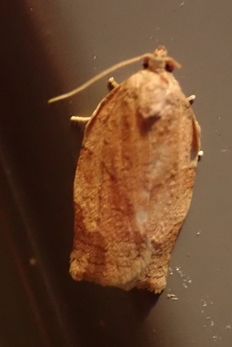 Oblique-banded Leafroller Moth, Cloud Lake, Thunder Bay District, ON, Canada, photo 10 of 10