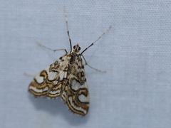 Elophila ekthlipsis
