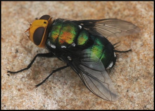 Genus Amenia · iNaturalist Australia