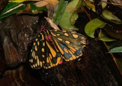 Callindra principalis
